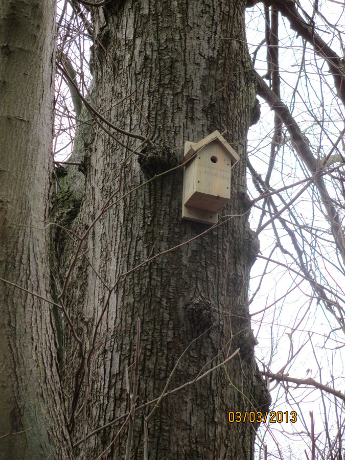 Sue T's Bird Box (2)